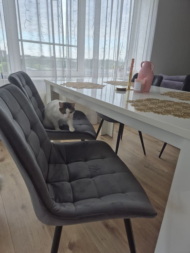 Perfect chair to lthe living room. Its so comfortable also for my kitty! 